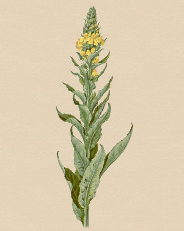 Mullein plant — Verbascum thapsus / Swarnadhanya